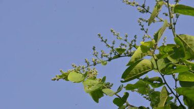 Lagrezia çiçekleri. Amaranthaceae familyasından bir bitki cinsi. Anavatanı Güney Meksika ve Batı Hint Okyanusu 'dur..