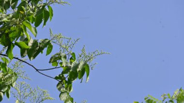 Lagrezia çiçekleri. Amaranthaceae familyasından bir bitki cinsi. Anavatanı Güney Meksika ve Batı Hint Okyanusu 'dur..