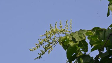 Lagrezia çiçekleri. Amaranthaceae familyasından bir bitki cinsi. Anavatanı Güney Meksika ve Batı Hint Okyanusu 'dur..