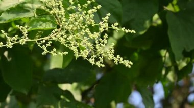Lagrezia çiçekleri. Amaranthaceae familyasından bir bitki cinsi. Anavatanı Güney Meksika ve Batı Hint Okyanusu 'dur..