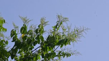 Lagrezia çiçekleri. Amaranthaceae familyasından bir bitki cinsi. Anavatanı Güney Meksika ve Batı Hint Okyanusu 'dur..