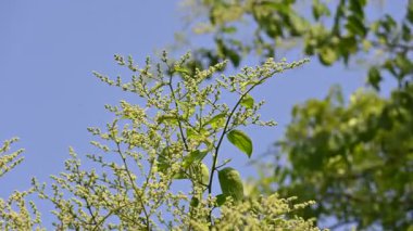 Lagrezia çiçekleri. Amaranthaceae familyasından bir bitki cinsi. Anavatanı Güney Meksika ve Batı Hint Okyanusu 'dur..