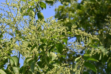 Lagrezia çiçekleri. Amaranthaceae familyasından bir bitki cinsi. Anavatanı Güney Meksika ve Batı Hint Okyanusu 'dur..