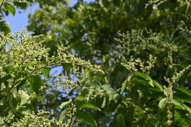 Lagrezia çiçekleri. Amaranthaceae familyasından bir bitki cinsi. Anavatanı Güney Meksika ve Batı Hint Okyanusu 'dur..