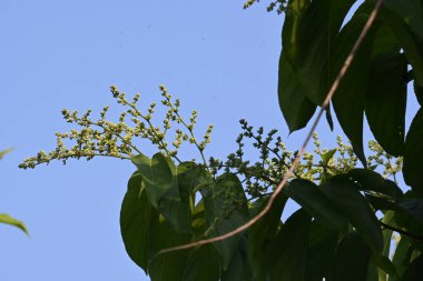 Lagrezia çiçekleri. Amaranthaceae familyasından bir bitki cinsi. Anavatanı Güney Meksika ve Batı Hint Okyanusu 'dur..