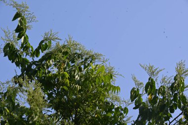 Lagrezia çiçekleri. Amaranthaceae familyasından bir bitki cinsi. Anavatanı Güney Meksika ve Batı Hint Okyanusu 'dur..