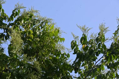 Lagrezia çiçekleri. Amaranthaceae familyasından bir bitki cinsi. Anavatanı Güney Meksika ve Batı Hint Okyanusu 'dur..