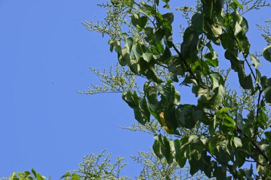 Lagrezia çiçekleri. Amaranthaceae familyasından bir bitki cinsi. Anavatanı Güney Meksika ve Batı Hint Okyanusu 'dur..