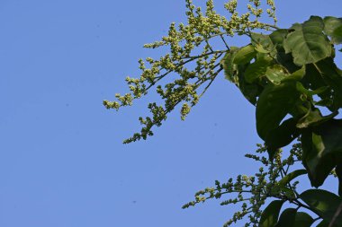 Lagrezia çiçekleri. Amaranthaceae familyasından bir bitki cinsi. Anavatanı Güney Meksika ve Batı Hint Okyanusu 'dur..