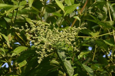 Lagrezia çiçekleri. Amaranthaceae familyasından bir bitki cinsi. Anavatanı Güney Meksika ve Batı Hint Okyanusu 'dur..