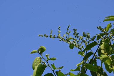 Lagrezia çiçekleri. Amaranthaceae familyasından bir bitki cinsi. Anavatanı Güney Meksika ve Batı Hint Okyanusu 'dur..