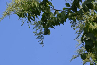 Lagrezia çiçekleri. Amaranthaceae familyasından bir bitki cinsi. Anavatanı Güney Meksika ve Batı Hint Okyanusu 'dur..