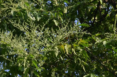Lagrezia çiçekleri. Amaranthaceae familyasından bir bitki cinsi. Anavatanı Güney Meksika ve Batı Hint Okyanusu 'dur..