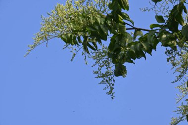 Lagrezia çiçekleri. Amaranthaceae familyasından bir bitki cinsi. Anavatanı Güney Meksika ve Batı Hint Okyanusu 'dur..