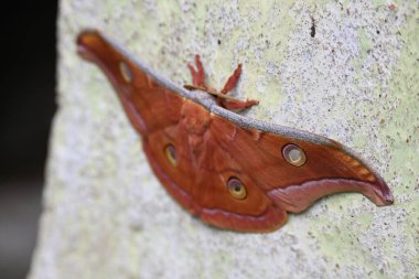 Antheraea yamamai güvesi. Yaygın adı Japon ipek güveleri ve Japon meşe güvesi. Bu, Satürniidae familyasından bir güve. Doğu Asya 'ya özgü..