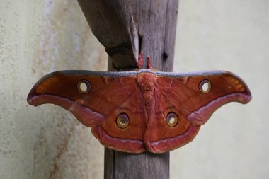 Antheraea yamamai güvesi. Yaygın adı Japon ipek güveleri ve Japon meşe güvesi. Bu, Satürniidae familyasından bir güve. Doğu Asya 'ya özgü..