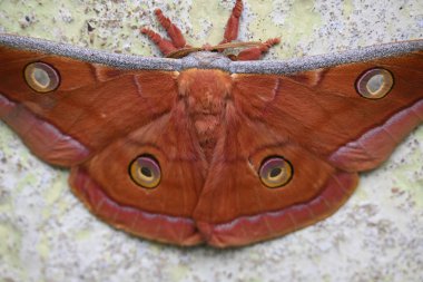 Antheraea yamamai güvesi. Yaygın adı Japon ipek güveleri ve Japon meşe güvesi. Bu, Satürniidae familyasından bir güve. Doğu Asya 'ya özgü..