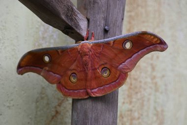 Antheraea yamamai güvesi. Yaygın adı Japon ipek güveleri ve Japon meşe güvesi. Bu, Satürniidae familyasından bir güve. Doğu Asya 'ya özgü..