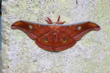 Antheraea yamamai güvesi. Yaygın adı Japon ipek güveleri ve Japon meşe güvesi. Bu, Satürniidae familyasından bir güve. Doğu Asya 'ya özgü..