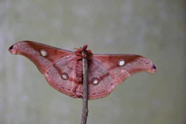 Antheraea yamamai güvesi. Yaygın adı Japon ipek güveleri ve Japon meşe güvesi. Bu, Satürniidae familyasından bir güve. Doğu Asya 'ya özgü..