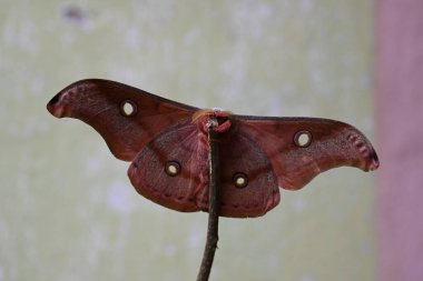 Antheraea yamamai güvesi. Yaygın adı Japon ipek güveleri ve Japon meşe güvesi. Bu, Satürniidae familyasından bir güve. Doğu Asya 'ya özgü..