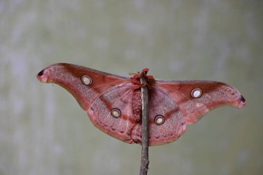 Antheraea yamamai güvesi. Yaygın adı Japon ipek güveleri ve Japon meşe güvesi. Bu, Satürniidae familyasından bir güve. Doğu Asya 'ya özgü..
