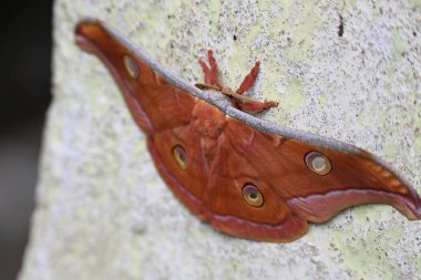 Antheraea yamamai güvesi. Yaygın adı Japon ipek güveleri ve Japon meşe güvesi. Bu, Satürniidae familyasından bir güve. Doğu Asya 'ya özgü..