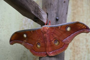 Antheraea yamamai güvesi. Yaygın adı Japon ipek güvesi ve Japon meşe güvesi. Bu, Satürniidae familyasından bir amothof. Doğu Asya 'ya özgü..