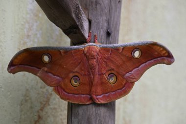 Antheraea yamamai güvesi. Yaygın adı Japon ipek güvesi ve Japon meşe güvesi. Bu, Satürniidae familyasından bir amothof. Doğu Asya 'ya özgü..