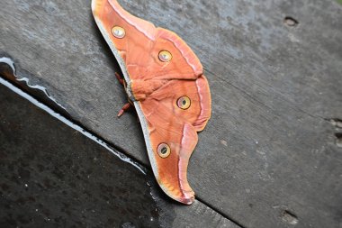 Antheraea yamamai güvesi. Yaygın adı Japon ipek güvesi ve Japon meşe güvesi. Bu, Satürniidae familyasından bir amothof. Doğu Asya 'ya özgü..