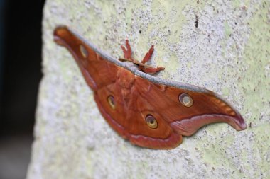 Antheraea yamamai güvesi. Yaygın adı Japon ipek güvesi ve Japon meşe güvesi. Bu, Satürniidae familyasından bir amothof. Doğu Asya 'ya özgü..