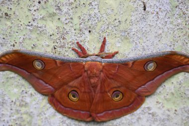 Antheraea yamamai güvesi. Yaygın adı Japon ipek güvesi ve Japon meşe güvesi. Bu, Satürniidae familyasından bir amothof. Doğu Asya 'ya özgü..