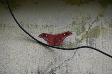 Antheraea yamamai güvesi. Yaygın adı Japon ipek güvesi ve Japon meşe güvesi. Bu, Satürniidae familyasından bir amothof. Doğu Asya 'ya özgü..