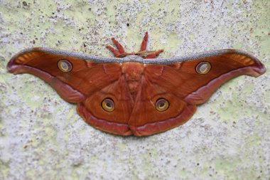 Antheraea yamamai güvesi. Yaygın adı Japon ipek güveleri ve Japon meşe güvesi. Bu, Satürniidae familyasından bir güve. Doğu Asya 'ya özgü..