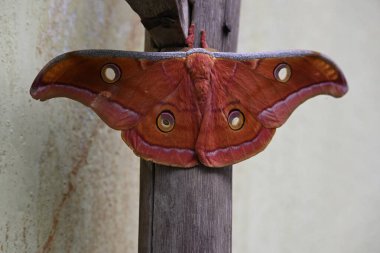 Antheraea yamamai güvesi. Yaygın adı Japon ipek güveleri ve Japon meşe güvesi. Bu, Satürniidae familyasından bir güve. Doğu Asya 'ya özgü..