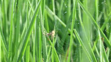 Philodromidae örümceği pirinç tarlasında. Yaygın adı filodromid yengeç örümcekleri ve koşan yengeç örümcekleridir. Bu, araneomorphSpider 'ın ailesidir..