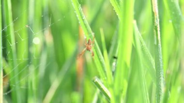 Philodromidae örümceği pirinç tarlasında. Yaygın adı filodromid yengeç örümcekleri ve koşan yengeç örümcekleridir. Bu, araneomorphSpider 'ın ailesidir..