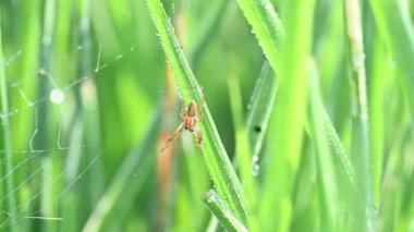 Philodromidae örümceği pirinç tarlasında. Yaygın adı filodromid yengeç örümcekleri ve koşan yengeç örümcekleridir. Bu, araneomorphSpider 'ın ailesidir..