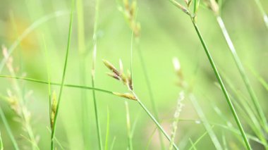 Rhynchospora trispicata otu. Rhynchospora cinsinden bir sedge türü. Bu tür tropikal Amerika 'da bulunur ve nemli, tropikal yaşam alanlarında yetişen uzun ömürlü bir bitkidir..