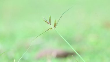 Rhynchospora trispicata otu. Rhynchospora cinsinden bir sedge türü. Bu tür tropikal Amerika 'da bulunur ve nemli, tropikal yaşam alanlarında yetişen uzun ömürlü bir bitkidir..