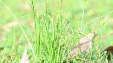 Rhynchospora trispicata otu. Rhynchospora cinsinden bir sedge türü. Bu tür tropikal Amerika 'da bulunur ve nemli, tropikal yaşam alanlarında yetişen uzun ömürlü bir bitkidir..