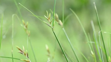 Rhynchospora trispicata otu. Rhynchospora cinsinden bir sedge türü. Bu tür tropikal Amerika 'da bulunur ve nemli, tropikal yaşam alanlarında yetişen uzun ömürlü bir bitkidir..