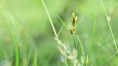 Rhynchospora trispicata otu. Rhynchospora cinsinden bir sedge türü. Bu tür tropikal Amerika 'da bulunur ve nemli, tropikal yaşam alanlarında yetişen uzun ömürlü bir bitkidir..