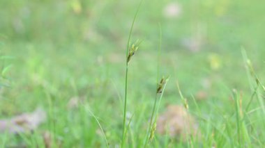 Rhynchospora trispicata otu. Rhynchospora cinsinden bir sedge türü. Bu tür tropikal Amerika 'da bulunur ve nemli, tropikal yaşam alanlarında yetişen uzun ömürlü bir bitkidir..