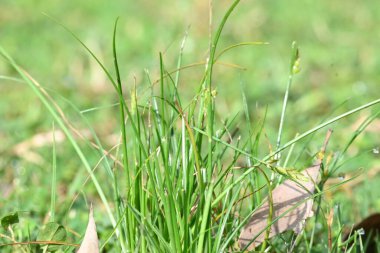 Rhynchospora trispicata otu. Rhynchospora, kedigiller (Felidae) familyasından bir kuş türü. Bu tür tropikal Amerika 'da bulunur ve nemli, tropikal yaşam alanlarında yetişen uzun ömürlü bir bitkidir..