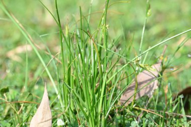 Rhynchospora trispicata otu. Rhynchospora, kedigiller (Felidae) familyasından bir kuş türü. Bu tür tropikal Amerika 'da bulunur ve nemli, tropikal yaşam alanlarında yetişen uzun ömürlü bir bitkidir..