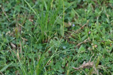 Rhynchospora trispicata otu. Rhynchospora, kedigiller (Felidae) familyasından bir kuş türü. Bu tür tropikal Amerika 'da bulunur ve nemli, tropikal yaşam alanlarında yetişen uzun ömürlü bir bitkidir..