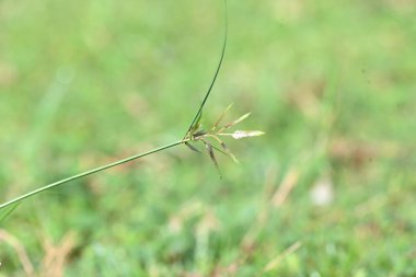 Rhynchospora trispicata otu. Rhynchospora, kedigiller (Felidae) familyasından bir kuş türü. Bu tür tropikal Amerika 'da bulunur ve nemli, tropikal yaşam alanlarında yetişen uzun ömürlü bir bitkidir..
