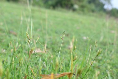 Rhynchospora trispicata otu. Rhynchospora, kedigiller (Felidae) familyasından bir kuş türü. Bu tür tropikal Amerika 'da bulunur ve nemli, tropikal yaşam alanlarında yetişen uzun ömürlü bir bitkidir..