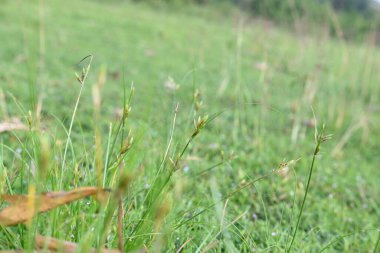 Rhynchospora trispicata otu. Rhynchospora, kedigiller (Felidae) familyasından bir kuş türü. Bu tür tropikal Amerika 'da bulunur ve nemli, tropikal yaşam alanlarında yetişen uzun ömürlü bir bitkidir..